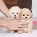 Poodle Puppy Thumbnail 3