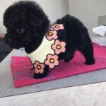 Poodle Puppy Thumbnail 4