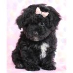 Poodle Puppy Thumbnail 5