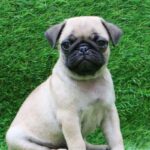 Pug Puppy Thumbnail 1