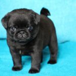 Pug Puppy Thumbnail 2
