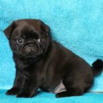 Pug Puppy Thumbnail 3