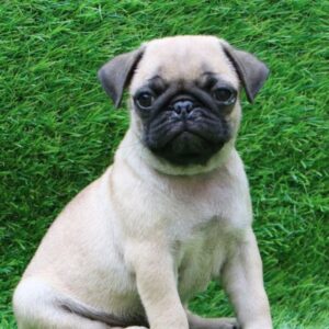 Pug Puppy