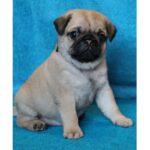Pug Puppy Thumbnail 4