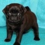 Pug Puppy Thumbnail 5