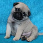 Pug Puppy Thumbnail 6