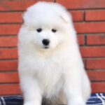 Samoyed Puppy Thumbnail 1