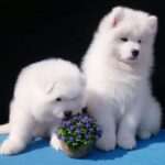 Samoyed Puppy Thumbnail 7