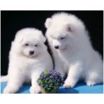 Samoyed Puppy Thumbnail 6
