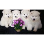 Samoyed Puppy Thumbnail 5
