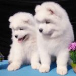 Samoyed Puppy Thumbnail 4