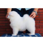 Samoyed Puppy Thumbnail 3