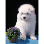Samoyed Puppy Thumbnail 2