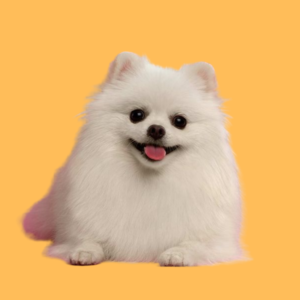 Pomeranian Puppy