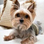 Yorkshire Terrier Puppy Thumbnail 6