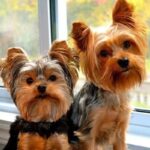 Yorkshire Terrier Puppy Thumbnail 5