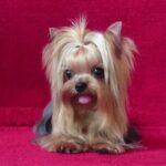 Yorkshire Terrier Puppy Thumbnail 4