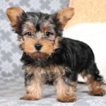 Yorkshire Terrier Puppy Thumbnail 3