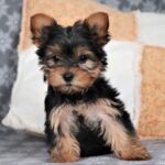 Yorkshire Terrier Puppy Thumbnail 2