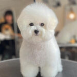 Bichon Frise Puppy Thumbnail 5