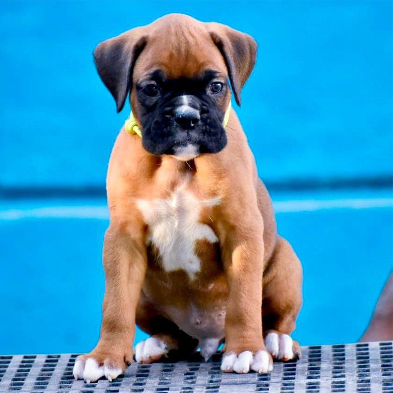 Boxer Puppy