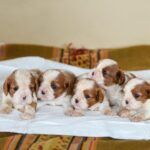 Cavalier King Charles Puppy Thumbnail 3