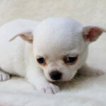 Chihuahua Puppy Thumbnail 4