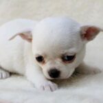 Chihuahua Puppy Thumbnail 4