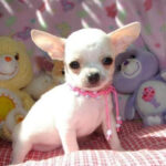 Chihuahua Puppy Thumbnail 1