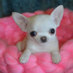 Chihuahua Puppy Thumbnail 2