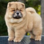 Chow Chow Puppy Thumbnail 5