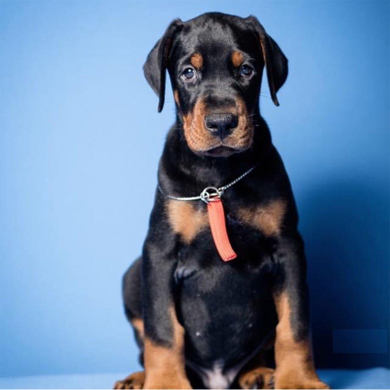 Dobermann Puppy