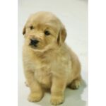 Golden Retriever Puppy Thumbnail 7