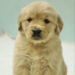Golden Retriever Puppy Thumbnail 6