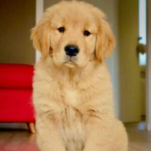 Golden Retriever Puppy