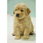 Golden Retriever Puppy Thumbnail 5