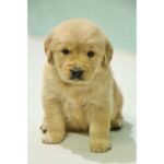 Golden Retriever Puppy Thumbnail 4