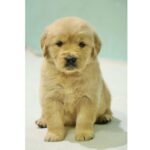 Golden Retriever Puppy Thumbnail 3