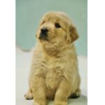 Golden Retriever Puppy Thumbnail 2