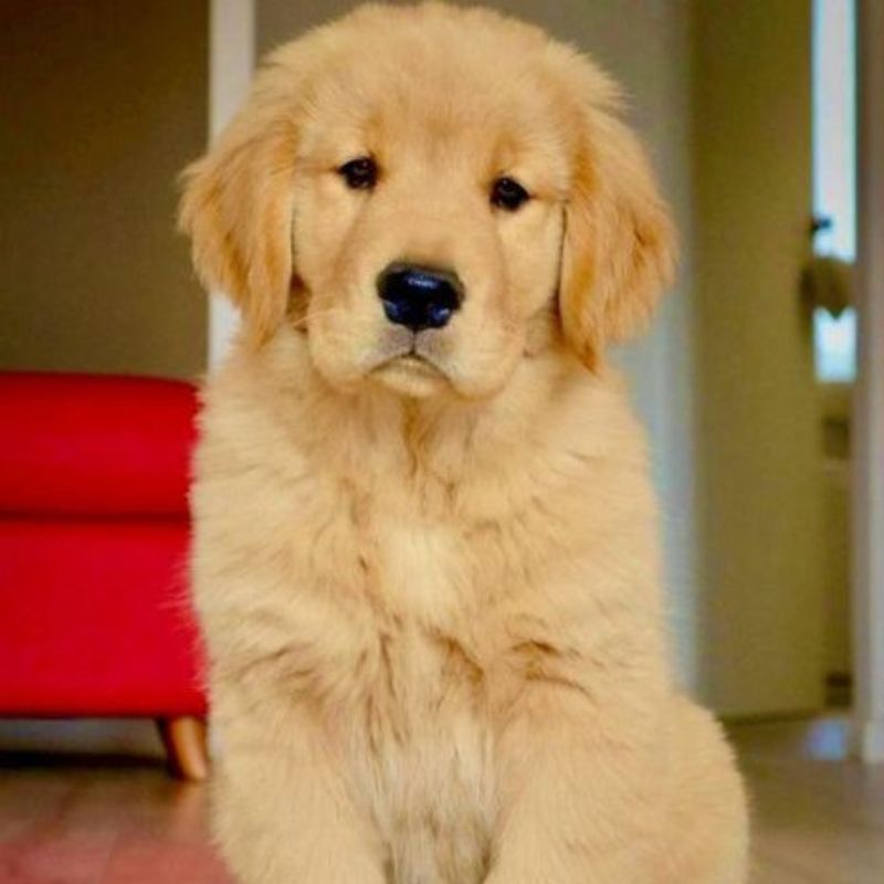Golden Retriever Puppy