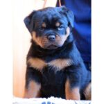 Rottweiler Puppy Thumbnail 5