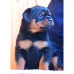 Rottweiler Puppy Thumbnail 4