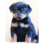 Rottweiler Puppy Thumbnail 3