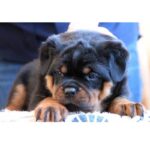 Rottweiler Puppy Thumbnail 2