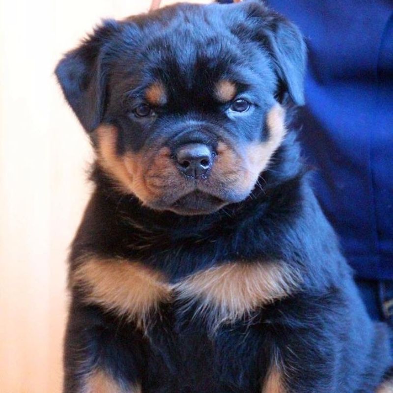 Rottweiler Puppy