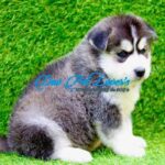 Siberian Husky Puppy Thumbnail 2