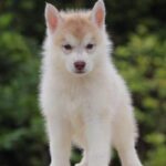 Siberian Husky Puppy Thumbnail 10