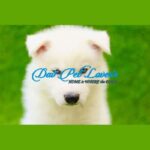 Siberian Husky Puppy Thumbnail 9