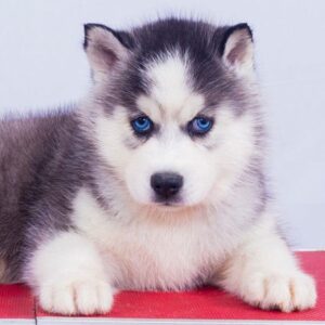 Siberian Husky Puppy