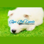 Siberian Husky Puppy Thumbnail 8